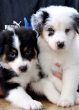 This our Pure Breed Australian shepherd puppies are family raised with children and Other pets Image eClassifieds4U