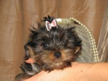 Two Beautiful Female Miniature Chorkies For Sale Image eClassifieds4u 2