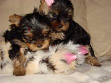 Yorkie Puppies for adoption Image eClassifieds4u 3