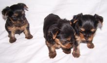 Yorkie Puppies for adoption Image eClassifieds4u 2