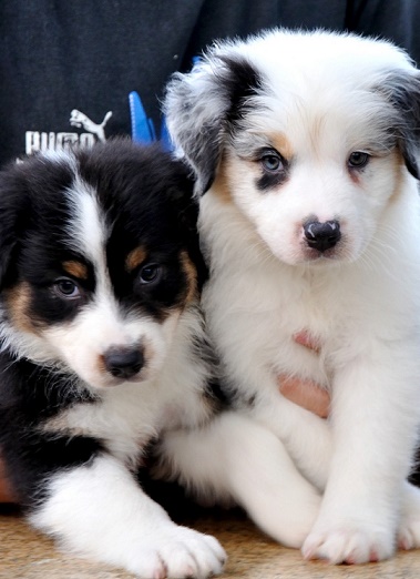 This our Pure Breed Australian shepherd puppies are family raised with children and Other pets Image eClassifieds4u