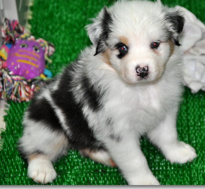 Top Quality Australian shepherd Puppies , call or text at (859) 545-0964 Image eClassifieds4u