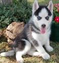 Adorable Siberian Husky Pups