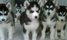 Precious Siberian husky Puppies~