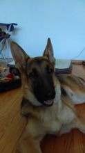 Pure bred German shepard