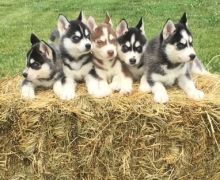 Registered Siberian Husky they are 11 weeks old