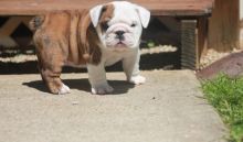 Top Quality English Bulldog Puppies Text us. 443-961-4784