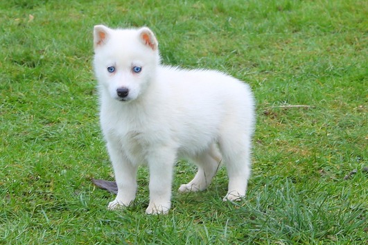 ACA Siberian Husky Image eClassifieds4u