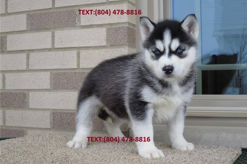 Awesome Siberian husky puppies male and female for adoption. Image eClassifieds4u