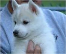 Akc Pure Breed Siberian Husky Puppies. Image eClassifieds4u 1