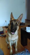 Pure bred German shepard Image eClassifieds4u 2