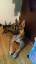 Pure bred German shepard Image eClassifieds4u 3