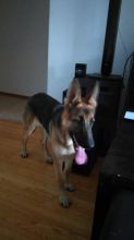 Pure bred German shepard Image eClassifieds4u 4