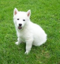 Purebred Siberian Husky Puppies for Sale Image eClassifieds4U