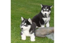 Siberian Husky Puppies Blue eyes Ready Image eClassifieds4U