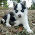 Siberian husky puppies available Image eClassifieds4u