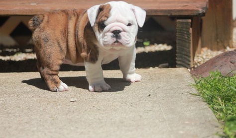 Top Quality English Bulldog Puppies Text us. 443-961-4784 Image eClassifieds4u