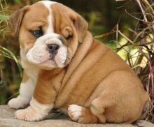 kdkxf Vaccinated English Bulldog puppies