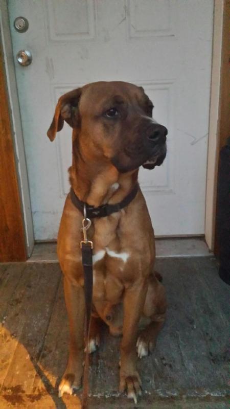 dogs need new home Image eClassifieds4u