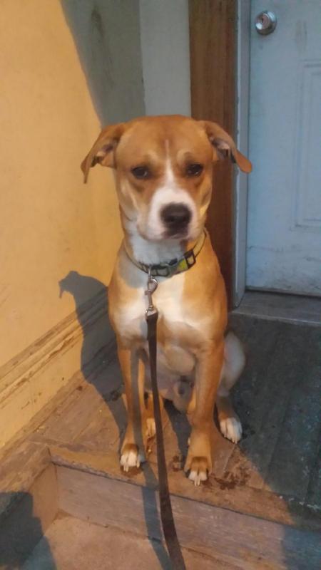 dogs need new home Image eClassifieds4u