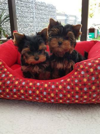 Teacup Yorkie Puppies For Adoption(980) 800-8519 Image eClassifieds4u