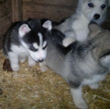 Absolutely Husky male & female pup