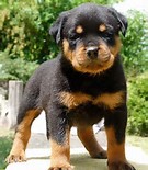 Rottweiler pups Image eClassifieds4u