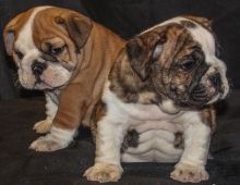Adorable Male And Female English bulldog puppies text at (240) 583-13 64
