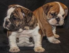 Akc registered English Bulldog puppies text at (240) 583-13 64
