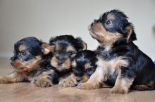 Cute Male and Female Yorkshire Terrier Puppies for adoption