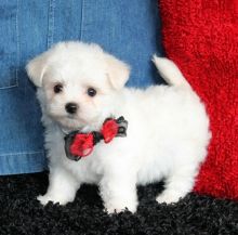 Two Teacup Maltese Puppies Needs a New Family