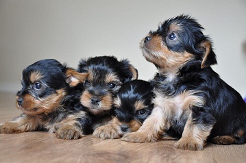 Lovely Male and Female Yorkshire Terrier Puppies for adoption Image eClassifieds4u