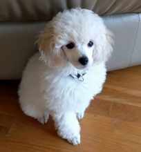 Toy Poodle Puppies For Adoption Image eClassifieds4U