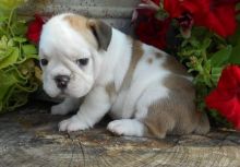 Beautiful Little English Bulldog Puppy Text us. 443-961-4784