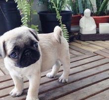 Gorgeous Pug puppies. Text us. 443-961-4784