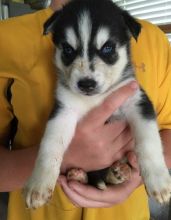 Lovely 12 weeks old Siberian Husky Puppies. Text us. 443-961-4784