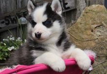 Lovely Male and Female Siberian Husky Available. Text us. 443-961-4784