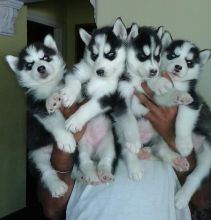 Male and female Blue eyes Husky pup's