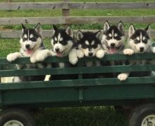 Nice and Healthy Siberian Husky Puppies Available Text us. 443-961-4784