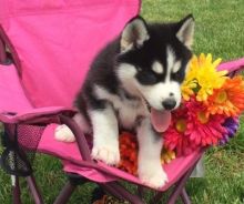 Playful Teacup Siberian Husky Puppies For Sale. Text us. 443-961-4784