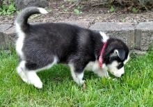 Purebred Siberian Husky Puppies Available. Text us. 443-961-4784
