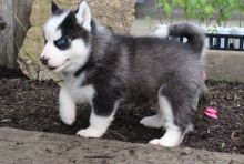 Registered Siberian Husky Puppies. Text us. 443-961-4784