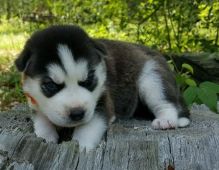 Sweet Siberian Husky Puppies. Text us. 443-961-4784