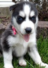 Trained Siberian Husky Puppies available. Text us. 443-961-4784