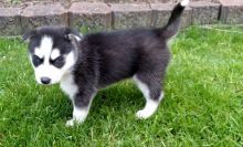 TWO Siberian Husky Puppies(443)-961-4784