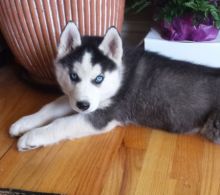 Well Socialized Siberian Husky Puppies. Text us. 443-961-4784