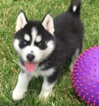 Wonderful Looking Siberian Husky Puppies. Text us. 443-961-4784