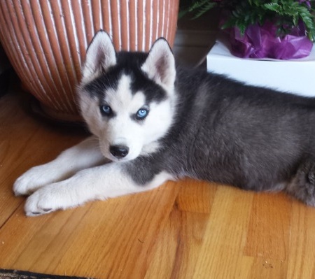 AKC Siberian Husky puppies available. Text us. 443-961-4784 Image eClassifieds4u