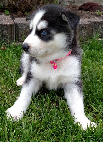 Apple-Head Siberian Husky Puppies. Text us. 443-961-4784 Image eClassifieds4u