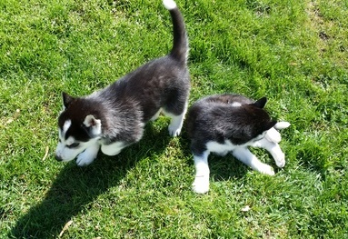 Charming Siberian Husky puppies available. Text us. 443-961-4784 Image eClassifieds4u